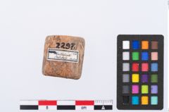 Foto von Beintülle (NHMW-PRAE-002297)